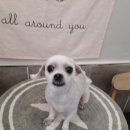 뽀삐 애견샵 이미지