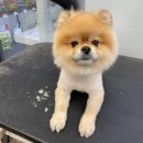 펫마트 강아지 논산점 | 논산 강아지 미용 1cm 곰돌이컷 후기! - 펫마트 논산점