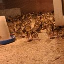 대장군농장 이미지