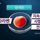 고려화장품