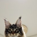 티피쿤(TIPPYCOON) 이미지