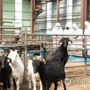 일진흑염소 이미지