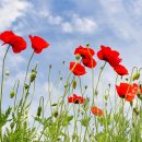 용수골꽃양귀비축제 이미지