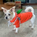 욕지섬펜션 이미지