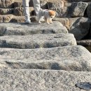 댕이의하루 이미지