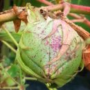 백조농장 이미지