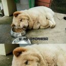 루 이미지