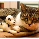 라엘동물의료센터 이미지