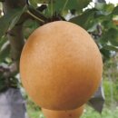 배가농원 이미지