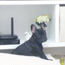 우리집 똥강아지 이미지