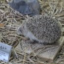 철원동물약품 이미지