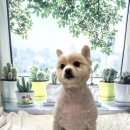 버블펫 이미지