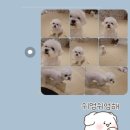 개러리아 이미지