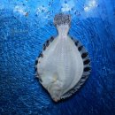 피쉬실내바다낚시터 이미지