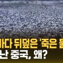 일본바다에서 떼죽음 물고기 이미지