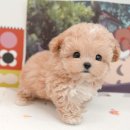 김해 강아지분양 베베몽 | 김해강아지분양 솔직한 후기