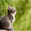 검은고양이 이미지