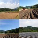 진세농원 이미지