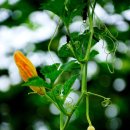 꽃이랑개랑 이미지