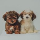 충주가축약품 이미지