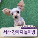 스퀘어독스 서산점 이미지