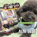 (주)홀썸 | 강아지습식 | 강쥐밥도 따뜻하게 먹자! 시저 웜볼 푸들급여 후기🍽️