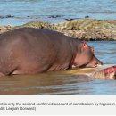 HIPPO 이미지