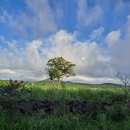 전기차충전소_머체왓숲길영농조합 | 제주도 가볼만한곳 [ 머체왓 숲길]