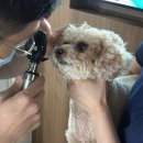 호랑이 동물병원 이미지