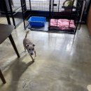 로미 펫 살롱 이미지