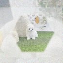 토리애견샵 | 일산 애견분양 은행보다 빡센 닥스훈트분양? 내 강아지 첫 만남 후기