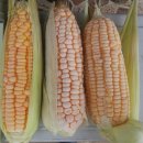 무주냉동 이미지