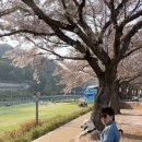 여수중앙여자고등학교 | [여수 순천 광양] 반려견과 여순광 다 돌아본 벚꽃 명소 후기 추천