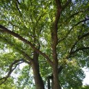 아산의 가을(공세리, 외암마을, 영인산...) 이미지