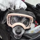 강아지PC | 강아지 고글 선글라스 내돈내산 후기