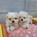 야옹아 멍멍해봐 세종점 이미지