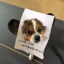 댕댕이 카페 이미지