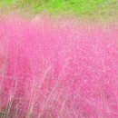 낙동강관리본부 대저생태공원 4 이미지