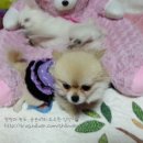 곰순이PC 이미지