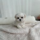 퍼피힐 강아지분양 이미지