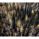 자작나무이야기 이미지