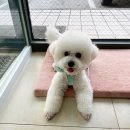 개모임 | 의정부 애견미용 개모임 미니 비숑 미용 완전 추천