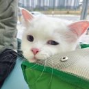 라온동물의료센터 이미지