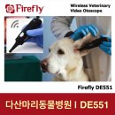 다산마리동물병원 | Firefly 무선검이경 | 다산마리동물병원