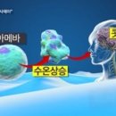 아메바