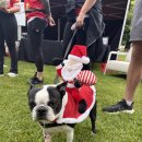 Fun Fun | [호주] 멜버른 산타런(Santa Fun Run) 마라톤 후기