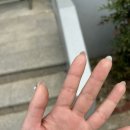 보라냐옹 이미지