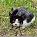 네로는 검은고양이 이미지