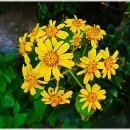 추자도 영흥리 광장 이미지