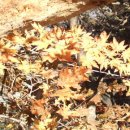 수정안경 이미지